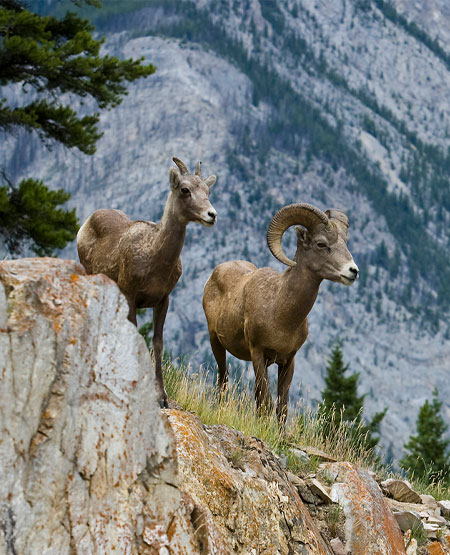 banff_national_park-91615528_450_555