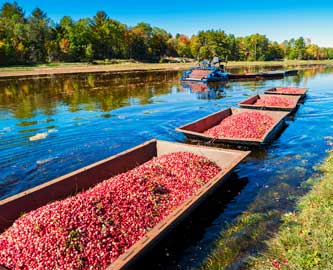 Udsigt til vand og høst af tranebær i Muskoka i Canada