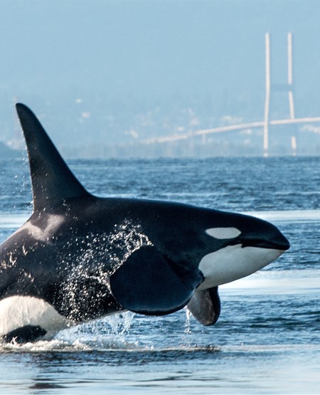 Spækhugger i vandet foran Vancouver i Canada Spækhugger i vandet foran Vancouver i Canada