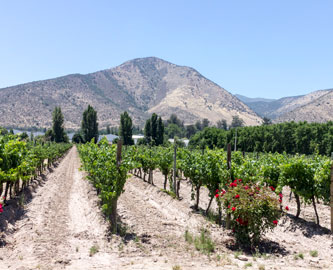 Maipo-dalen, vinmarker, Chile