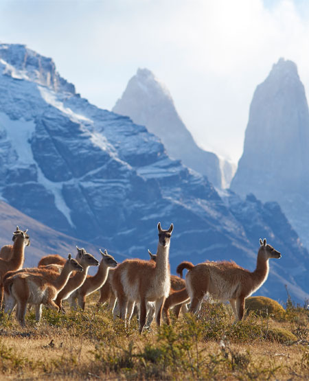 Guanacoer, Torres del Paine, Chile