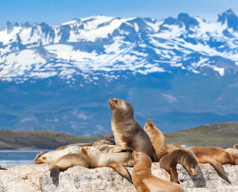 Søløver, Ushuaia, Argentina