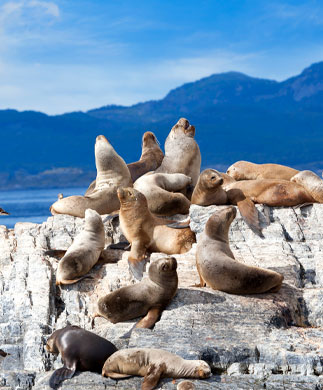 Søløver, Ushuaia, Argentina