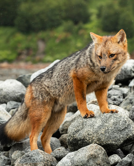 Andesræv, Patagonien