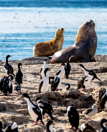 Pingviner og søløver, Beagle-kanalen, Argentina