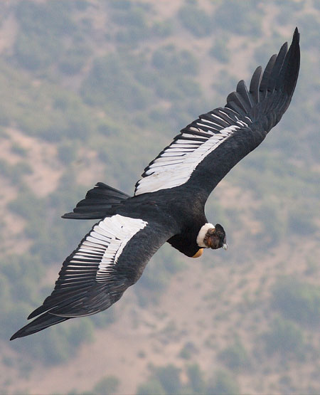 Condor, Sydamerika