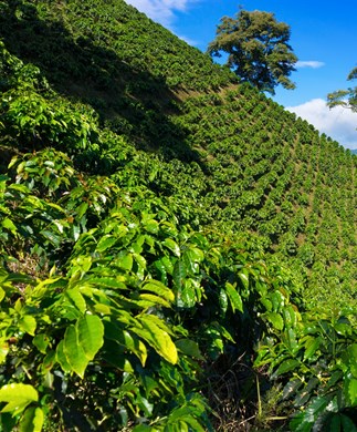 Kaffeplantage_Colombia_iStock-611890384_323-390