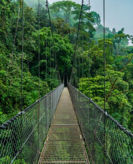 Hængebro i jungle i Costa Rica