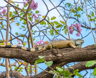 Leguan i blomstrende træ ved Playa Hermosa