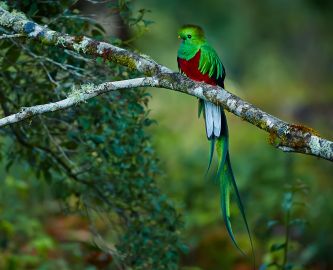 Smuk Quetzal-fugl i Monteverde i Costa Rica