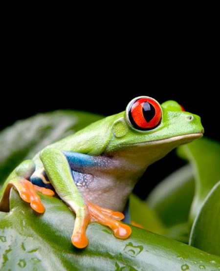 15.costa-rica.naturrige-costa-rica.Dag_13.555x450