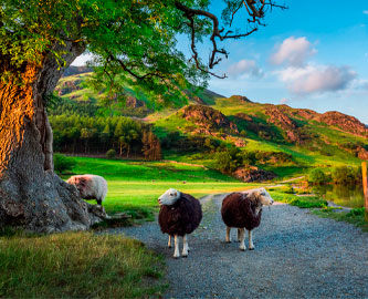 Får, Lakes District, England