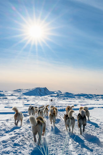 Slædehunde i Grønland med lavthængende sol