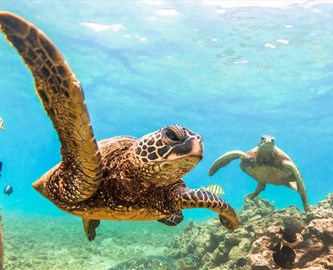 Havskildpadder i havet på Hawaii