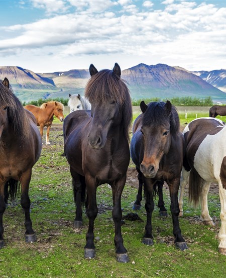 Islandske_heste_i_sk_nne_omgivelser_450-555