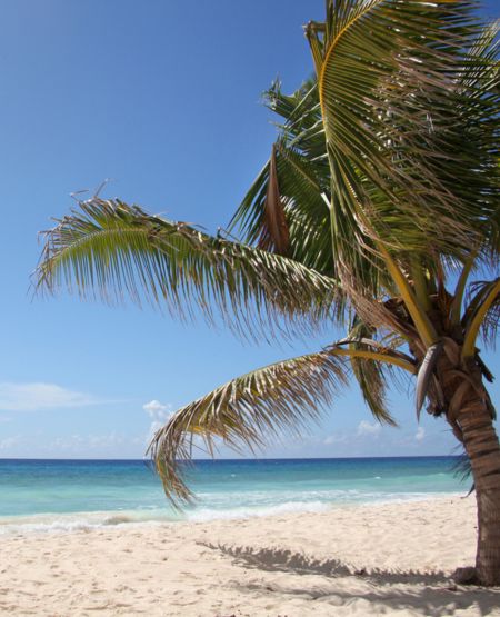 Smuk strand med palmetræ og blå himmel ved Falmouth på Jamaica