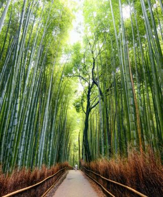 Bambus-skov ved Kyoto i Japan
