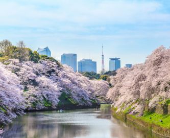 Udsprungne kirsebærtræer langs flodbred i Tokyo