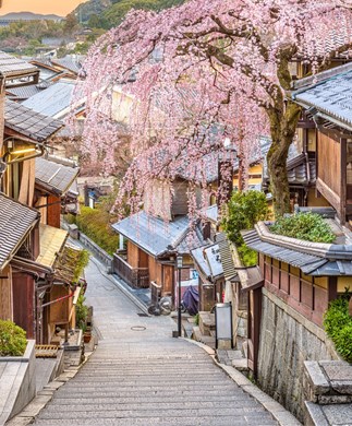 Gion-kvarteret i Kyoto med blomstrende kirsebærtræ