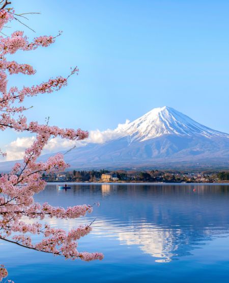 Udsigt til Mt. Fuji i med sne på toppen og blomstrende kirsebærtræ i forgrunden