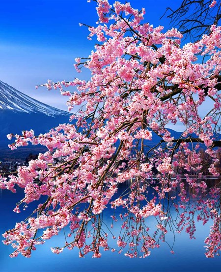 Lotusblomster i flor, Japan Lotusblomster i flor, Japan