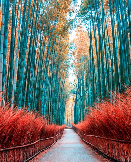 Arashiyama-bambusskov i efterårsfarver, Kyoto, Japan Arashiyama-bambusskov i efterårsfarver, Kyoto, Japan