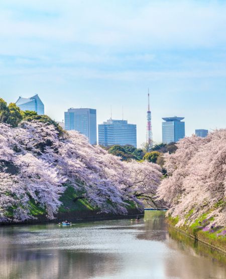 Flod omgivet af kirsebærtræer med Tokyos skyline i baggrunden