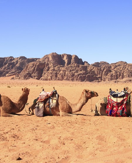 Kameler_Wadi_Rum_175971478_450-555
