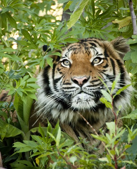 Indokinesisk_tiger_iStock-157479313_450-555