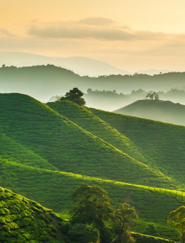 Malaysia – mellem teplantager, templer & tropeøer