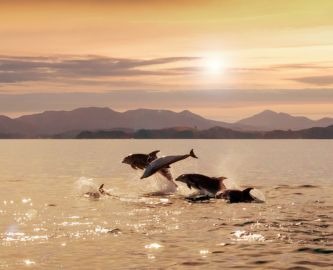 Springende delfiner i solnedgangen i havet ud for New Zealand