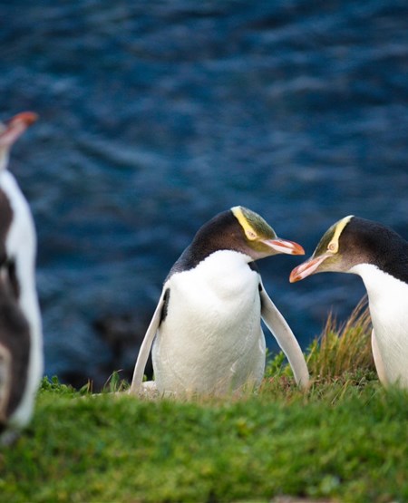 Pingviner i New Zealand