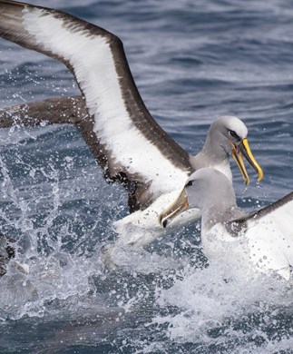 Albatrosser i havet ved New Zealand Albatrosser i havet ved New Zealand