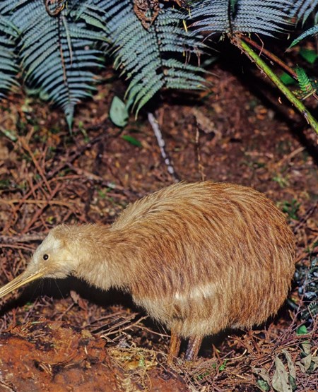 20.naturskoenne-new-zealand.Dag_8.555x450