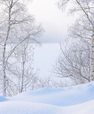 Flot vinterlanskab med træer og fjord