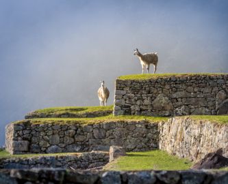 Lamaer ved Machu Picchu i Andesbjergene i Peru