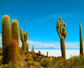 Isla Incawasi, Uyuni, Bolivia