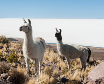 Lamaer i Tahua, Uyuni, Bolivia