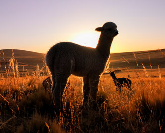 Alpaca, Peru