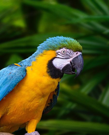 Flot, farverig papegøje i gul og blå fjerdragt i Amazonas-junglen