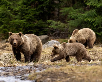 Brunbjørne i den rumænske natur Brunbjørne i den rumænske natur