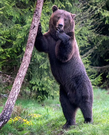 Rumænsk brunbjørn i den vilde natur Rumænsk brunbjørn i den vilde natur