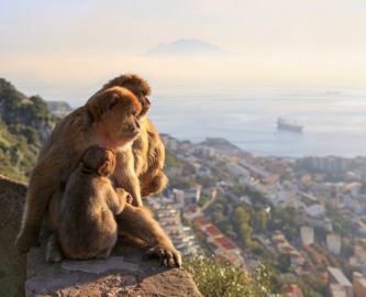 Abefamilie med Gibraltar i baggrunden