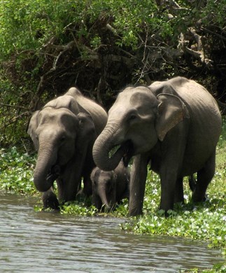 Elefanter_der_drikke_i_Yala_Nationalpark_Sri_Lanka_323-390