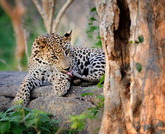 Leopard_466079840_333-270