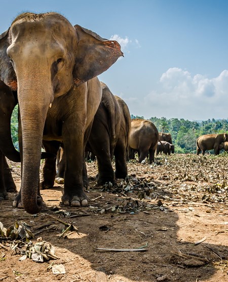 T_t_p_elefanterne_i_Sri_Lanka_450-555
