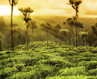 Smukt sollys over skyggetræerne på en teplantage i Sri Lanka