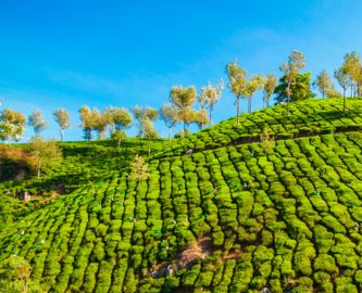 Teplantage med blå himmel ved Nuwara Eliya i Sri Lanka