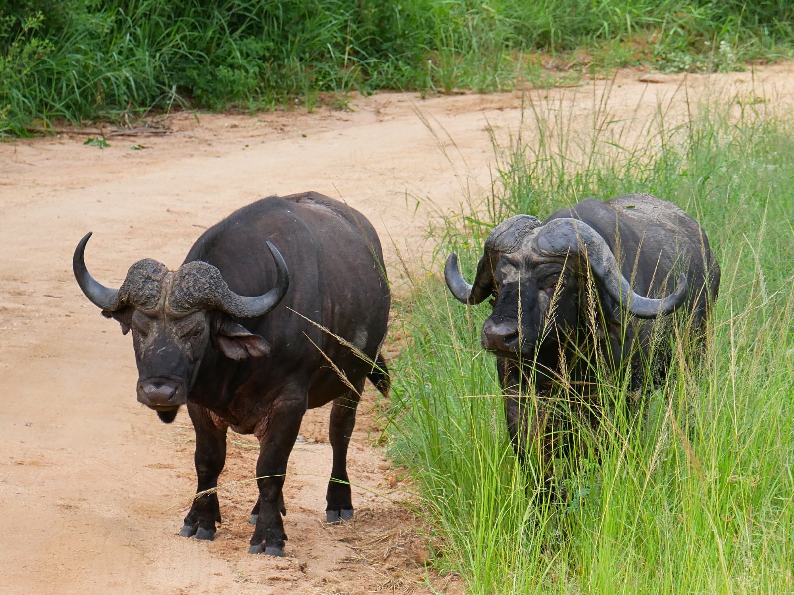 To bøfler på grusvej på safari i Sydafrika