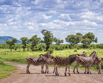 En flok zebraer står på vejen i Kruger National Park, Sydafrika